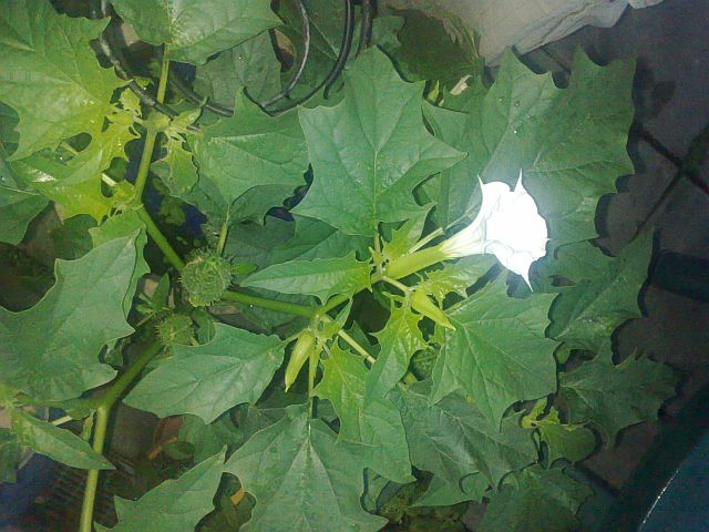 Datura stramonium - Stechapfel