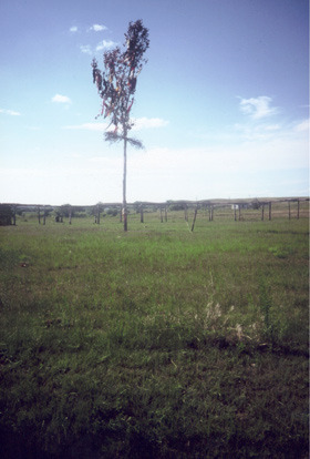 Pine Ridge 1998  -  Sonnentanzbaum